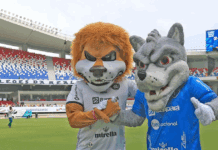 A vergonha bicolor: Paysandu cai e assisti ao sucesso do rival Remo na temporada Paysandu rebaixado, Remo nas alturas